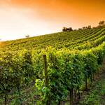 SYNTHESE DES CAHIERS DES CHARGES DES AOC DE LA GIRONDE