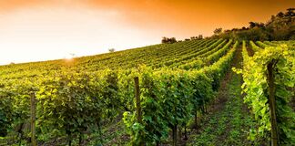 VENDANGES TOURISTIQUES ET DROIT DU TRAVAIL