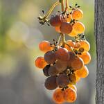 CAHIER DES CHARGES AOC CERONS