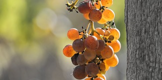 CAHIER DES CHARGES AOC CERONS