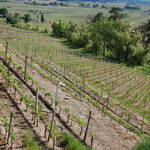 DECLARATION INTENTION PLANTATION/ARRACHAGE/SURGREFFAGE: suppression à compter du 1er octobre 2019