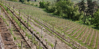 DECLARATION INTENTION PLANTATION/ARRACHAGE/SURGREFFAGE: suppression à compter du 1er octobre 2019