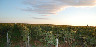 Déclaration d’Identification des Négociants