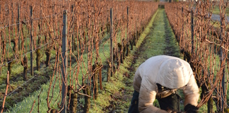 RAPPELS CONCERNANT LES AUTORISATIONS DE REPLANTATION