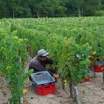 CONDITIONS DE PRODUCTION RECOLTE 2025