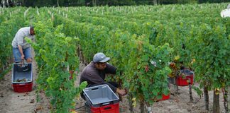 CONDITIONS DE PRODUCTION RECOLTE 2024